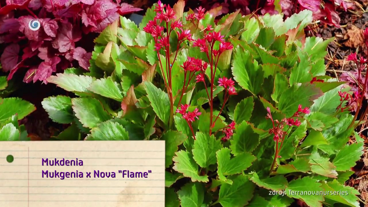 Nová záhrada - Mukdenia Nova Flame